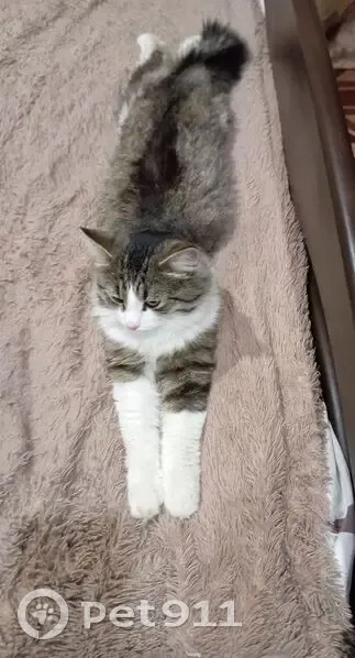 Пропал кот, улица Немировича-Данченко, 20, Нижний Новгород - трёхцветный, кастрирован - photo