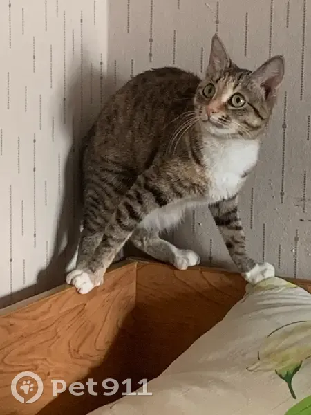 Пропала кошка, Молодёжный проезд, 7, Заречный - зелёные глаза, тигровые лапы - photo