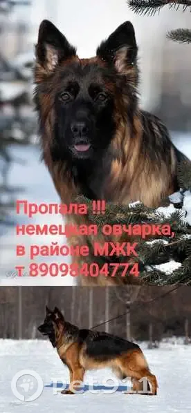 Пропала собака, Иртышская улица, 21, Хабаровск - чёрно-рыжий окрас - photo