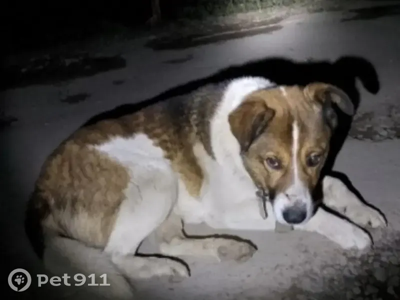 Пропал собака, мужской, улица 50 лет Октября, 137А, Северская - photo