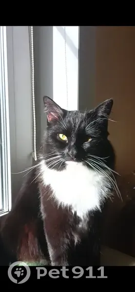 Пропал кот, улица Пушкина, 111, Сыктывкар - черная шерсть с белыми отметинами - photo