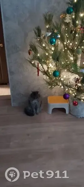 Пропал кот, Красноярская улица, 63, Краснослободск - серый пушистый - photo