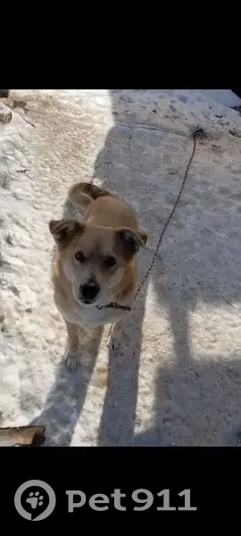 Пропала собака, Сорокинская улица, 128, Соль-Илецк - убежала из двора - photo