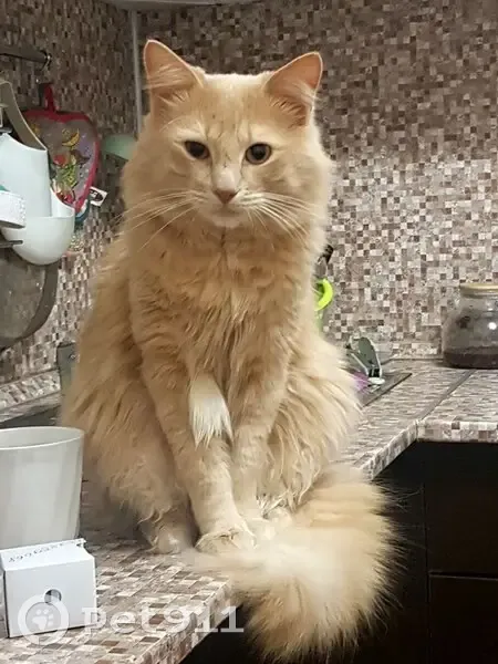 Пропал кот, проспект Маршака, Санкт-Петербург - пушистый, окрас персиковый - photo