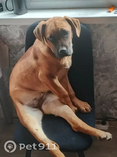 Пропала собака, женский пол, улица Осипенко, Сальск - рыжая Канэ Корсо - photo