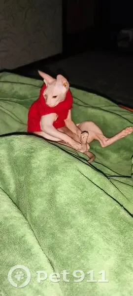 Пропал кот, Красноярск, Красноярский край - photo