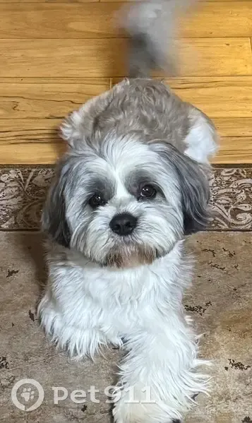 Пропал собака, мужской, улица Куйбышева, 38, Воронеж - бело-серый окрас, очень пугливый - photo