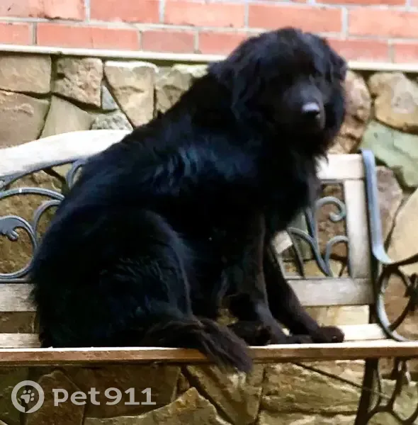 Пропал собака, мужской, улица Мира, 158, Ильский - черный ретривер - photo