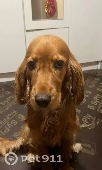 Пропала собака, Бор, Нижегородская область - красный ошейник, карие глаза - photo