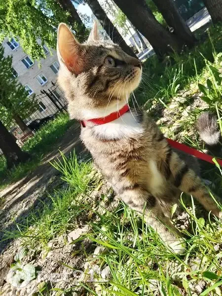 Пропала кошка, Нехинская улица, 126, Великий Новгород - полосатая с белым животиком - photo