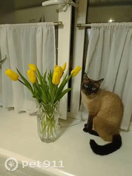 Пропал кот, проспект Непокорённых, Санкт-Петербург - сиам с жёлтым ошейником - photo