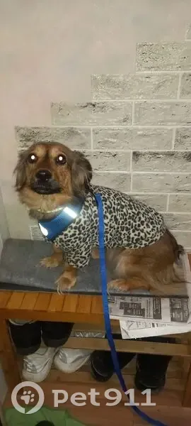 Пропала собака, Спасск-Дальний, Приморский край - photo