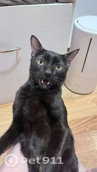 Пропал кот, Парковая улица, 20 к3 с4, Петергоф - худой, полностью чёрный - photo