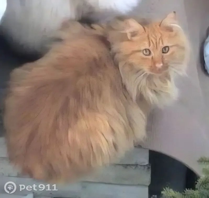 Пропал кот, Марийское, Калининградская область - рыжий, лохматый, молодой - photo