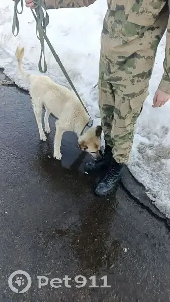 Пропал собака, 6, Троицк - особые приметы кисточка на хвосте - photo