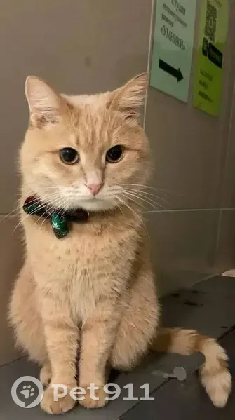 Пропал кот, улица Филиппа Лукина, 3, Чебоксары - молочно-рыжий, 5 лет - photo