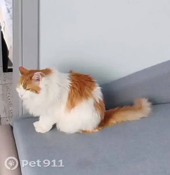 Пропал кот, Центральный проспект, Зеленоград - рыжий с белым - photo