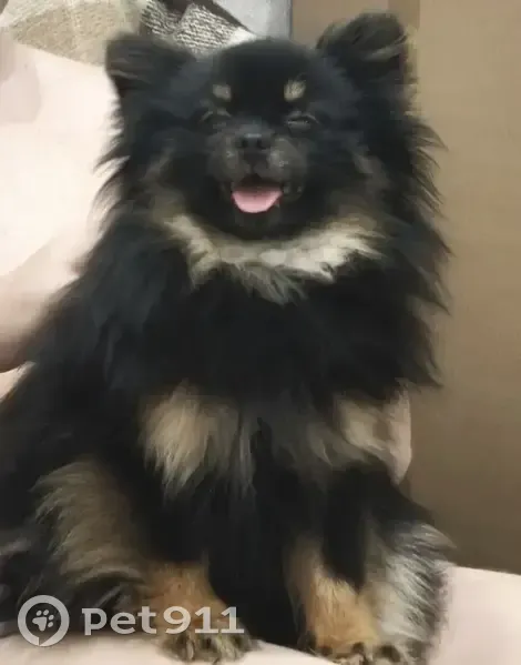 Пропала собака, Провиантская улица, 16, Саратов - немецкий шпиц, чёрный с рыжим подпалом - photo