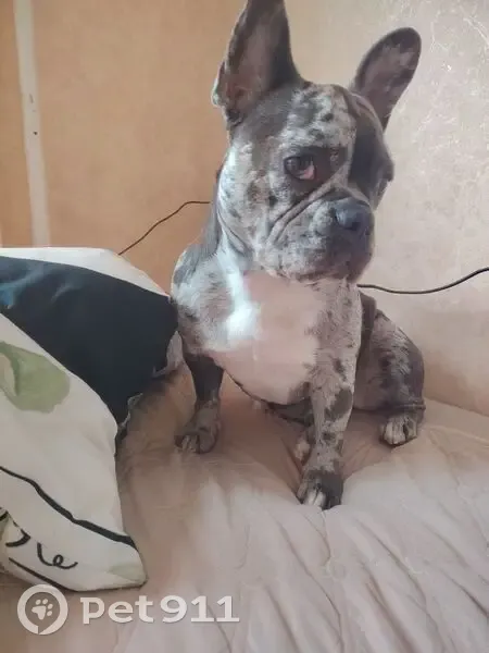 Пропала собака, Севастополь - голубой мраморный окрас и постоянно высунутый язык - photo