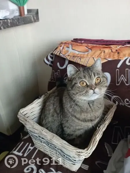 Пропала кошка, улица Твардовского, 24, Балашиха - шотландская прямоухая - photo