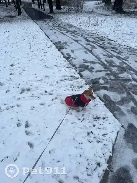 Пропала собака, женская, Речная улица, 6, Балашиха - Джек Рассел, красный жилет - photo