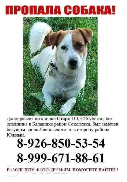 Пропал собака, Ольховая улица, 2Б, Балашиха - откликается на кличку Старс - photo