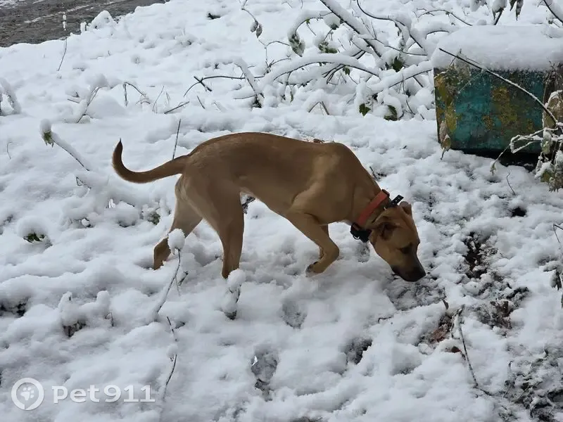 Пропала собака, женский пол, улица Чехова, 388, Новосибирск - photo