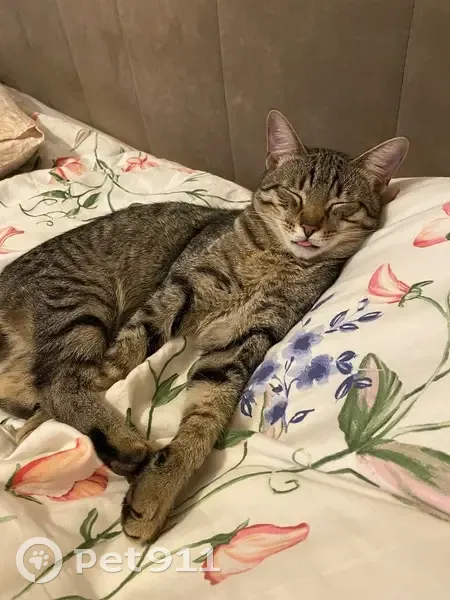 Пропал кот, проспект Культуры, Санкт-Петербург - серый кастрированный, 1,5 года, пугливый - photo