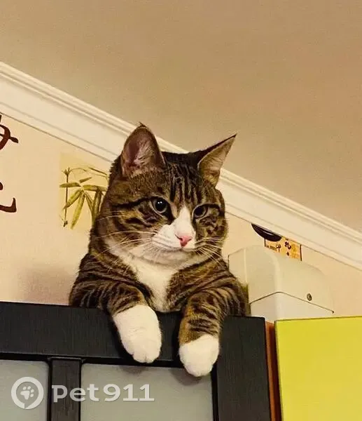 Пропал кот, Никитское, Московская область - левое ухо драное - photo