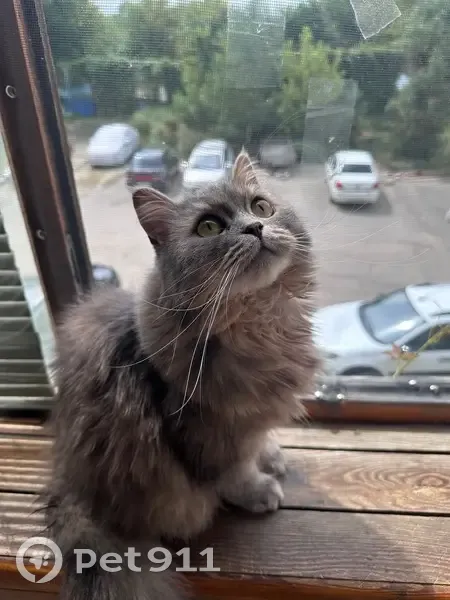 Пропала кошка, улица Славы, 7, Пенза - пугливая, откликается на Нюша - photo