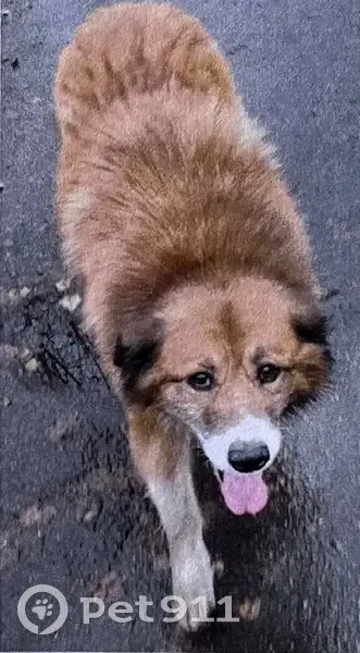 Пропал собака, мужской, Новочеркасский проспект, 14, Санкт-Петербург - рыжий длинношёрстный мальчик - photo