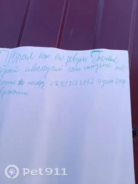 Пропал кот, Кропоткин, Краснодарский край - photo