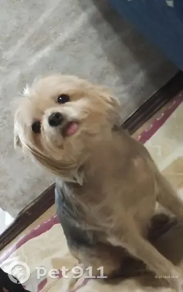 Пропала собака, Чайная улица, 26А, Сочи - шрам на рёбрах - photo