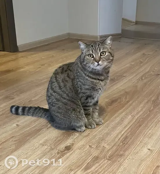 Пропал кот, Водоохранная улица, 43, Тула - полосатый окрас, похож на британца - photo