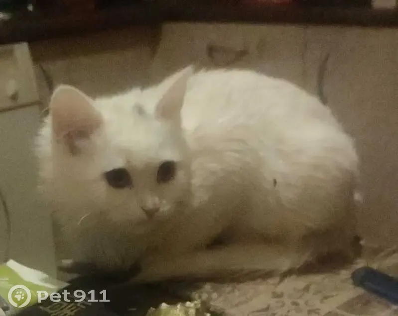 Пропал кот, улица Александра Солженицына, 11, Москва - белый с серым пятнышком - photo