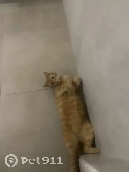 Пропал кот, коттеджный посёлок Новое Семибратское, Московская область - рыжий с синим ошейником - photo