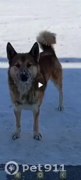 Пропал собака, улица Новостройка, 61, Верхняя Добринка - рыжий, дружелюбный - photo
