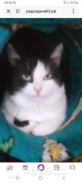 Пропал кот, Малая Революционная улица, Балашов - голубые глаза - photo