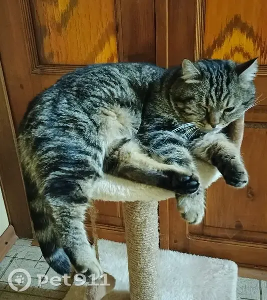 Пропал кот, улица Блинова, 34, Михайловка - крупный, похож на британца - photo