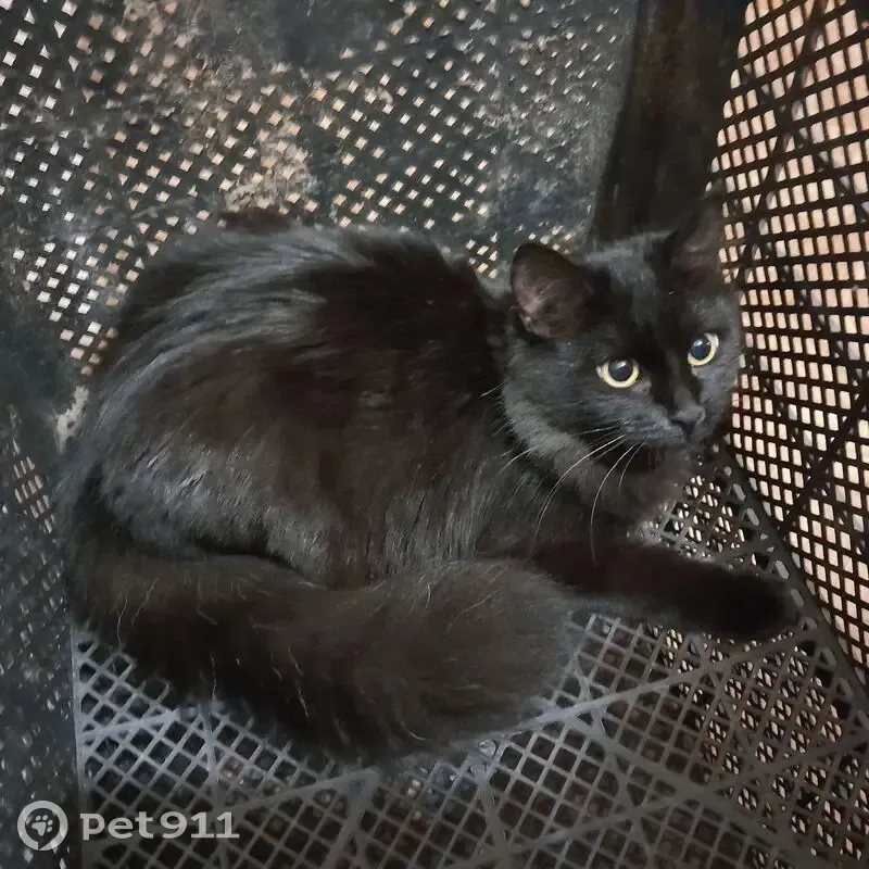 Пропала кошка, улица Ладыженского, 24, Асбест - домашняя, чёрная шерсть - photo