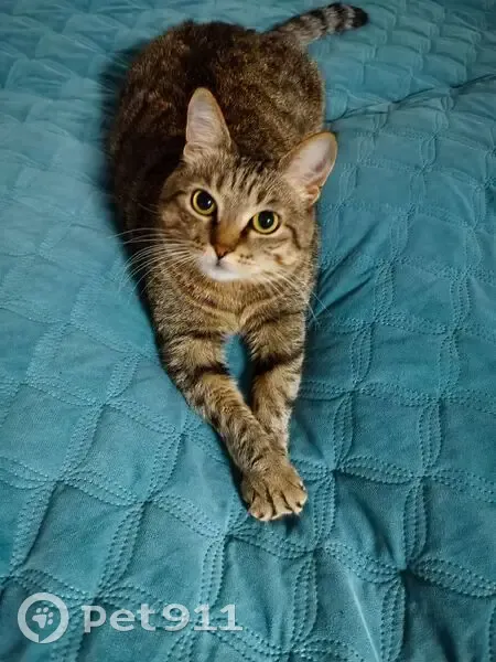 Пропала кошка, улица Куйбышева, 69, Нижний Новгород - пугливая - photo