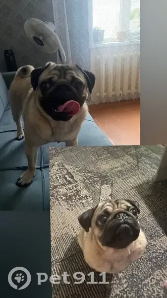 Пропал собака, улица Пугачёва, Вологда - photo