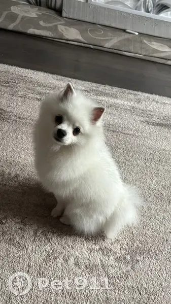 Пропала собака, улица Сургуладзе, Минусинск - белая шпиц со стразами на ушках - photo