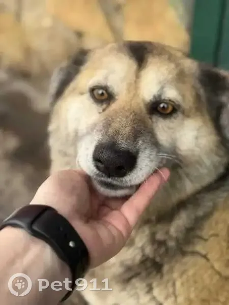 Пропала собака, женская, улица Азина, 23, Пермяки - photo