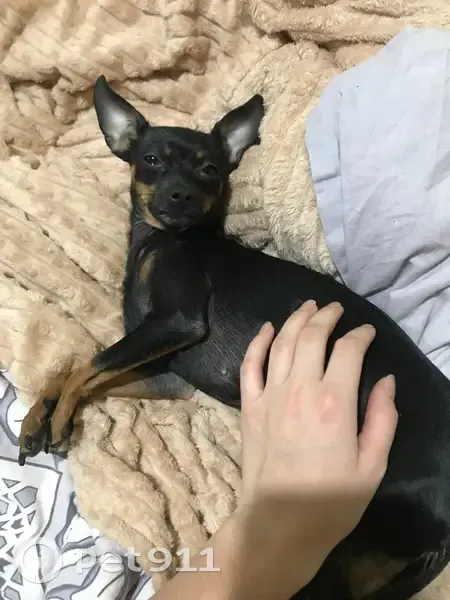 Пропала собака, проспект Дзержинского, 17, Оренбург - хромает на левую заднюю ножку - photo