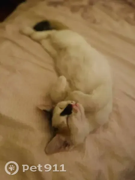 Пропала кошка, улица Белинковича, 27, Пятигорск - молодая с черным пятнышком на носике - photo