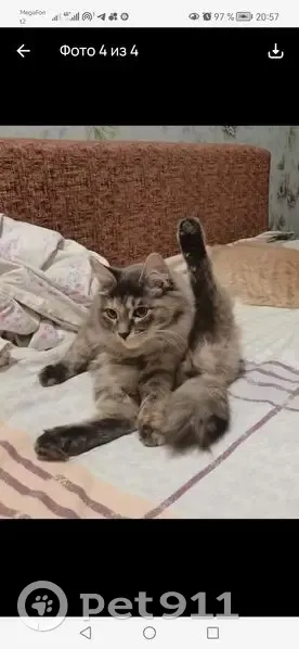 Пропала кошка, Ферросплавная улица, Челябинск - серо-коричневая, пушистая - photo