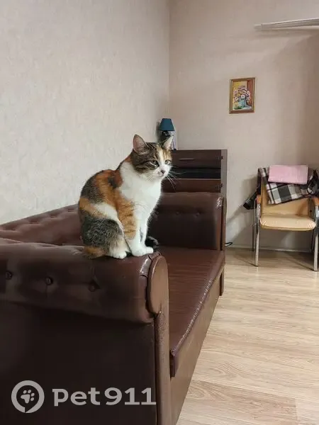 Пропала кошка, Зелёная улица, 8, Вологда - не вернулась домой - photo