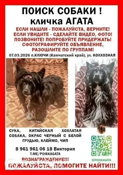 Пропала собака, Петропавловск-Камчатский - китайская хохлатая, чёрная с белой грудкой - photo