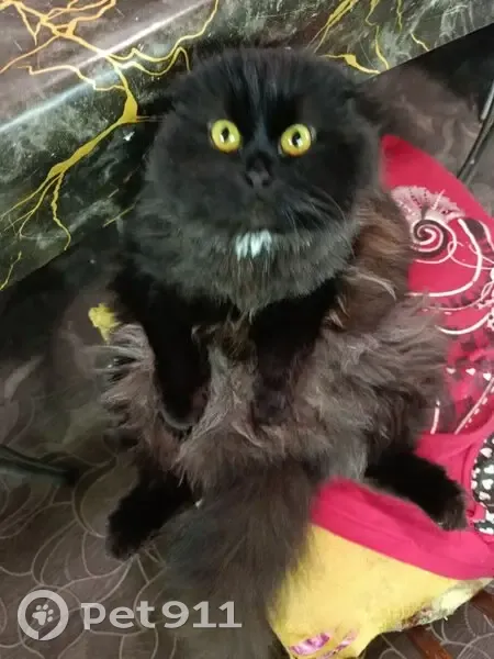 Пропала кошка, Шакша, Башкортостан - белая грудка и жёлтые глаза - photo